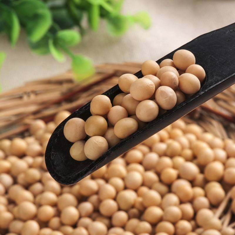 45成交15件五谷杂粮山东特产小黄豆大豆打豆浆用山东农家黄豆豆类420