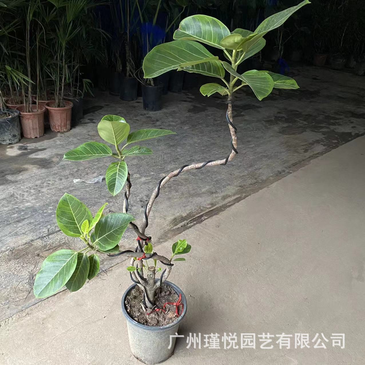 造型黄金榕基地批发盆栽室内绿植吸甲醛网红盆栽花叶琴叶榕批发榕