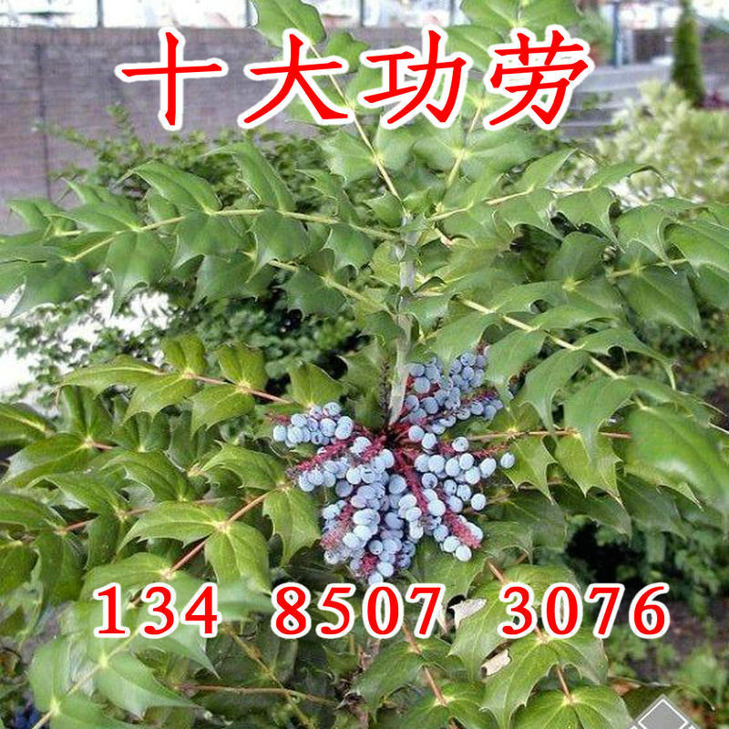 细侠叶十大功劳树苗 盆景 药材 十大功劳种子 刺叶-阿里巴巴