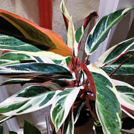 【推荐】凤凰羽水培七彩竹芋植物室内绿植花卉盆栽水养好养客厅花