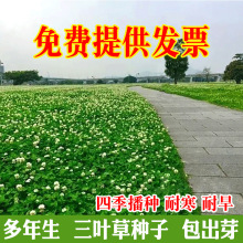 进口三叶草种子红三叶白三叶种籽幸运草四季常青耐寒绿化草坪草籽