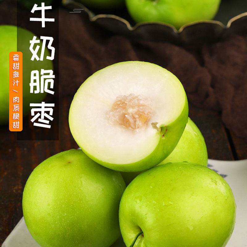 福建青枣新鲜奶枣台湾青枣奶蜜枣现摘大青枣牛奶枣脆甜枣子5/10斤