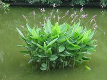 苗圃水生植物 再力花 水生花卉水体绿化
