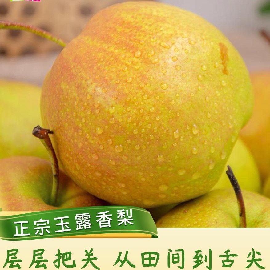 包邮正宗山西玉露香梨山西隰县雨露香梨子孕妇水果新鲜礼盒5/10斤