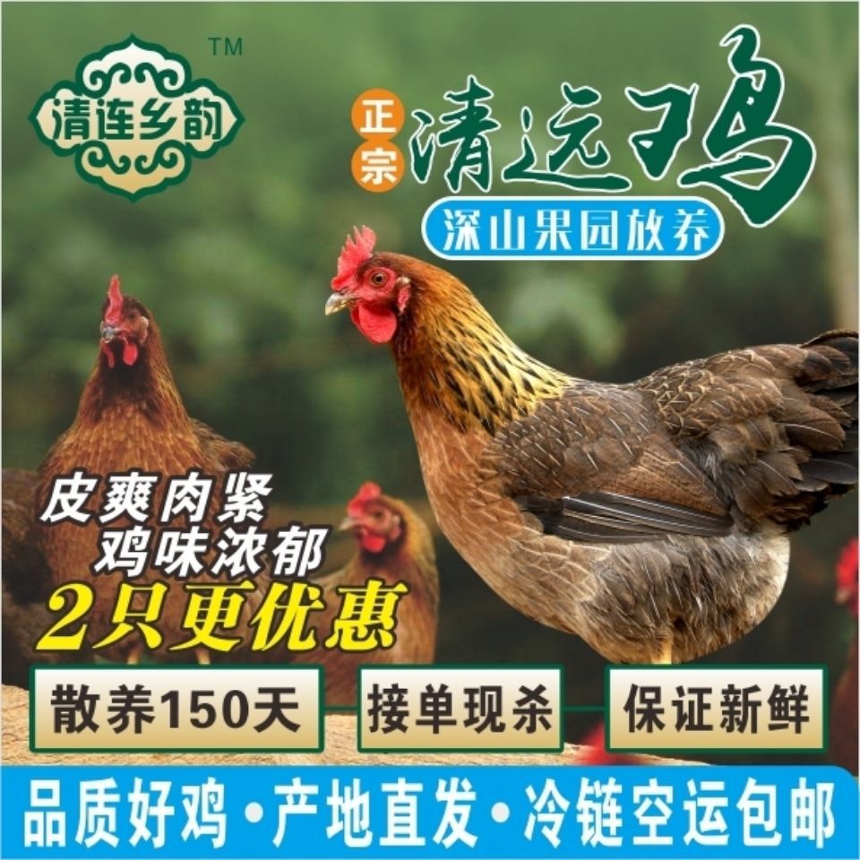 广东正宗清远鸡 散养麻鸡农家走地土鸡接单新鲜现杀整鸡母鸡包邮