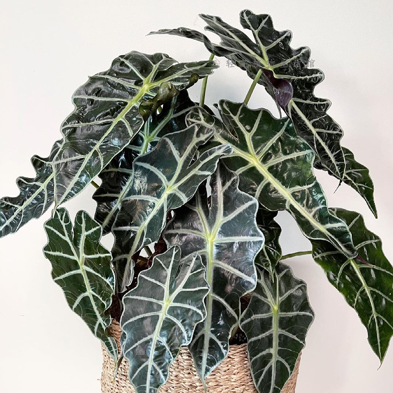 大仙女小仙女海芋竹芋室内盆栽桌面黑叶观音莲非洲面具绿植物网红