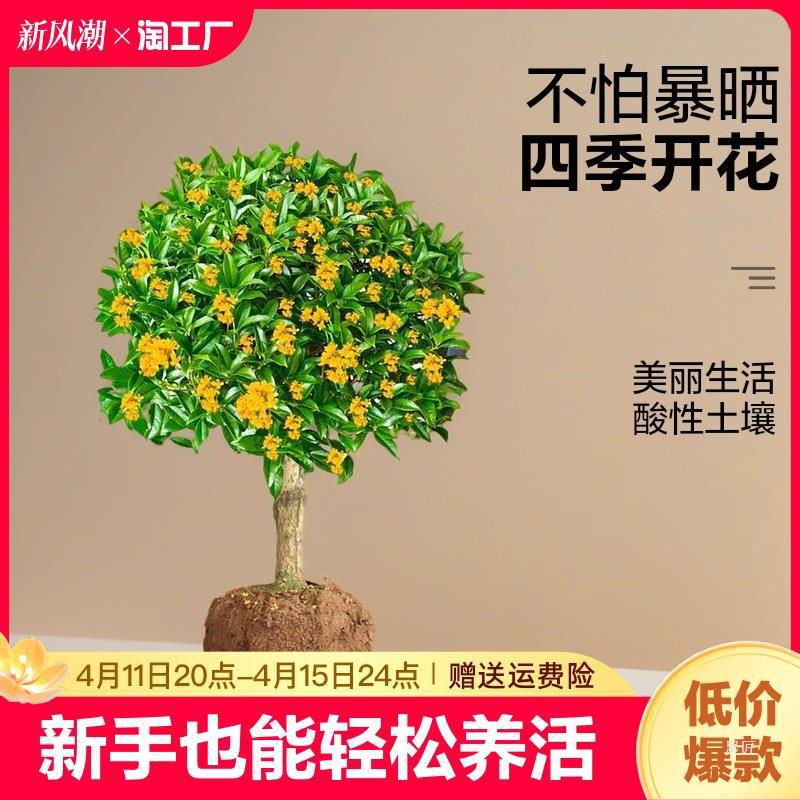 桂花树苗四季桂盆栽桂花苗丹桂花卉植物易活阳台耐寒庭院园艺好养