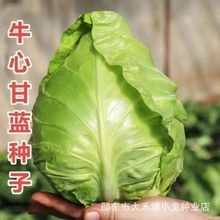 特早熟牛心甘蓝种子籽包菜种籽耐寒耐热春夏秋冬四季蔬菜种子大全