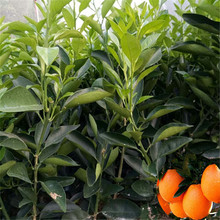 纽荷尔脐橙苗 重庆纽荷尔脐橙苗  品种齐全 基地