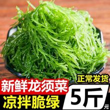 【天然海藻海2斤/5斤】福建龙须菜500克凉拌菜火锅菜美食直销