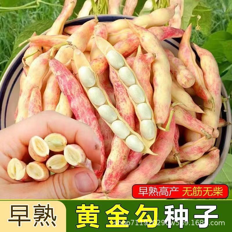 黄金钩架豆种子黄金勾东北油豆角籽无筋无柴黄色早熟高产蔬菜种子