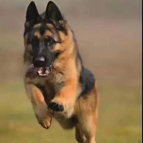 批发德国牧羊犬幼犬活体狗狗小狗德国黑背弓背平背工作犬宠物狼狗