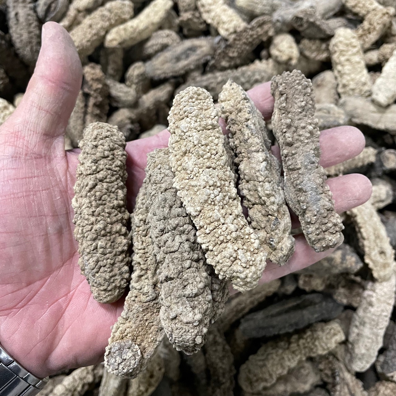 批发渠道黄玉参精选淡干黄肉参白玉参 菲律宾水发专用泡发率超高