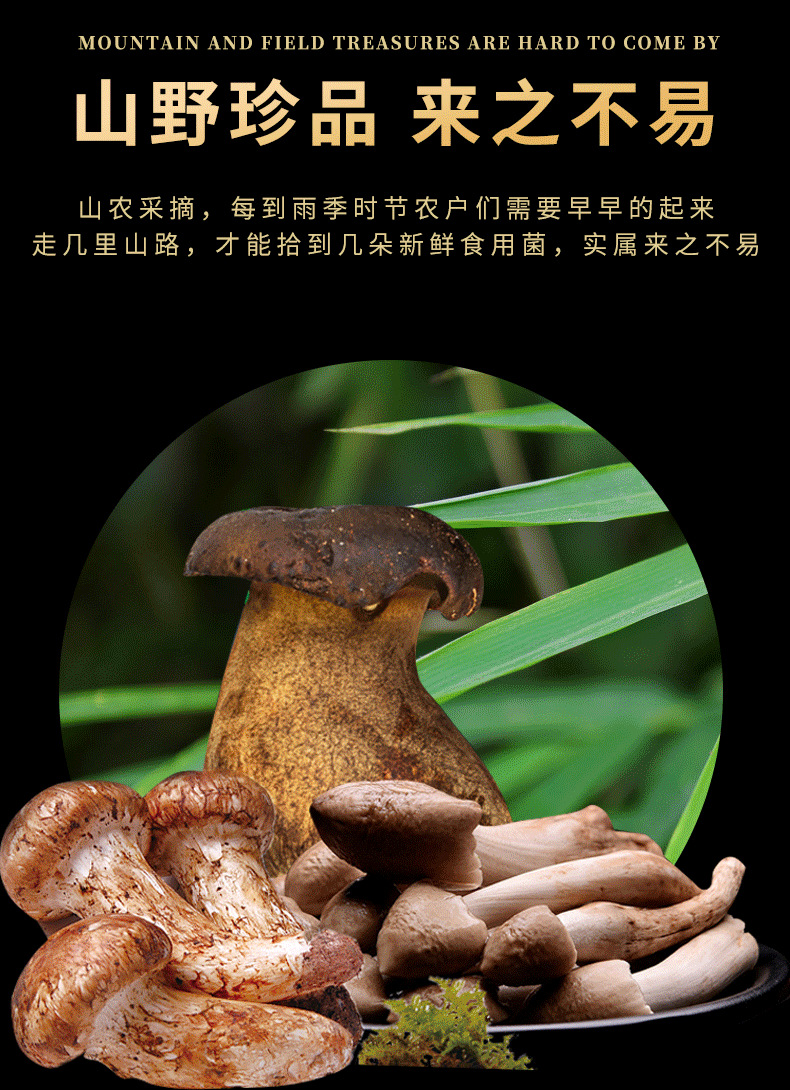 云南特产香蕈油鸡枞菌松茸菌牛肝菌瓶装云南菌子即食蘑菇下饭菜