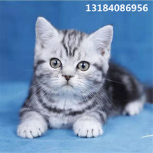 三年老店出售美短起司猫活体矮脚猫咪活体新版布偶猫活体英短蓝猫