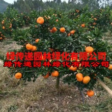 正宗临海涌泉早熟蜜橘苗无核橘子树苗嫁接无籽柑橘桔子苗当年结果