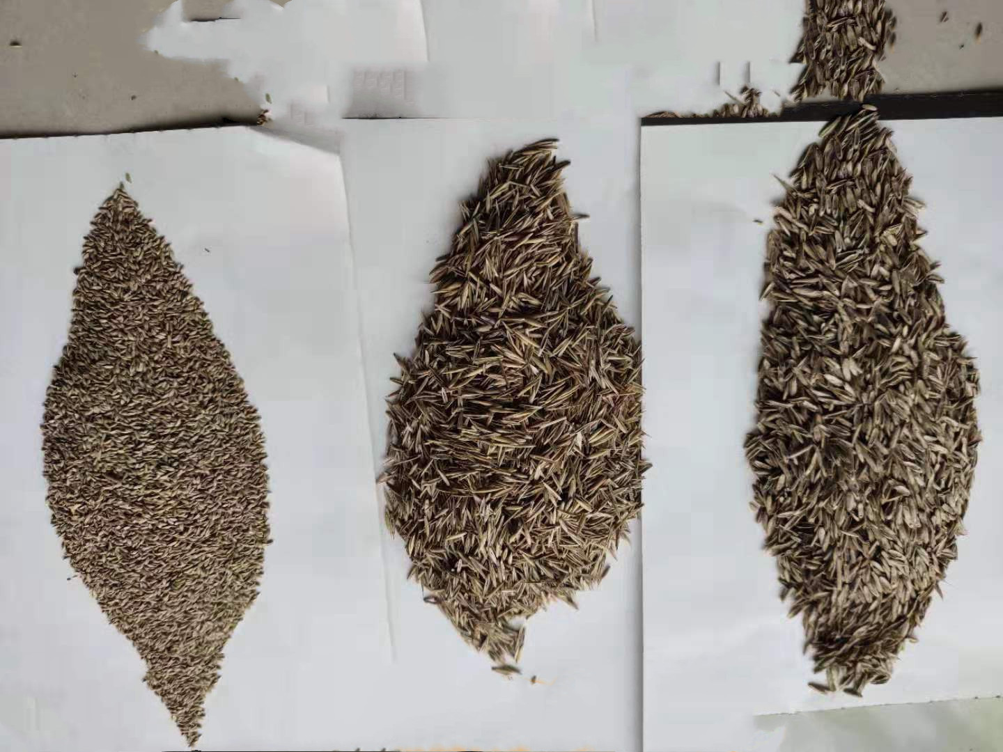 四季青草坪种子如何混播? 品种组合配比