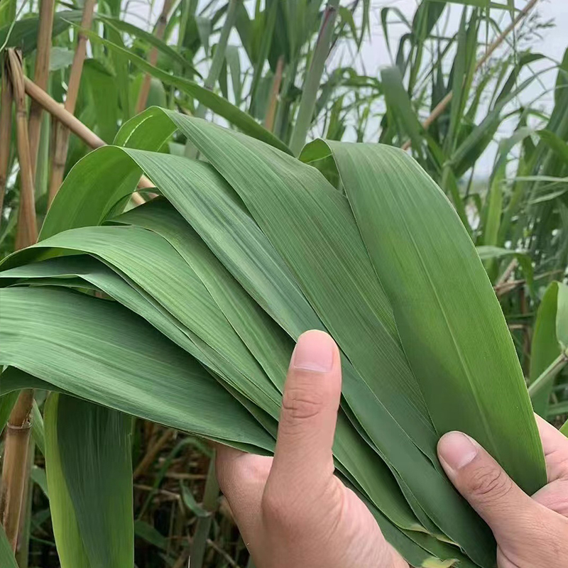顺丰包邮湖北洪湖新鲜粽叶芦苇叶野生天然现摘端午包粽子寿司叶子