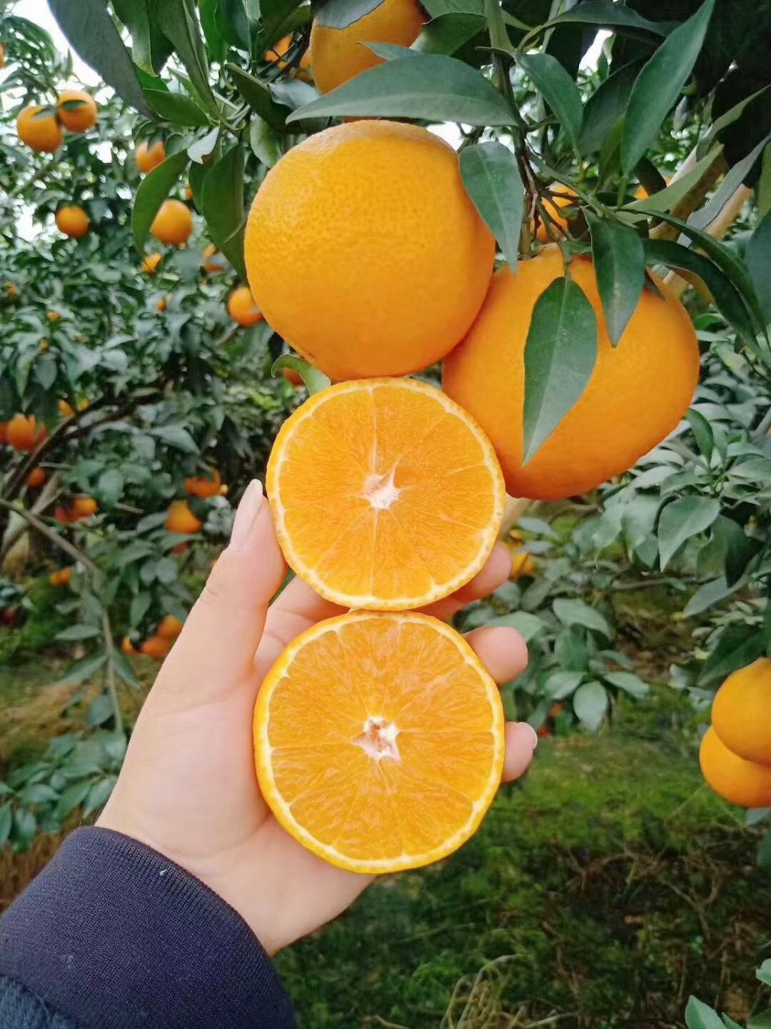 四川爱媛38号果冻橙手剥橙甜橙爆汁新鲜时令水果橙子产地现摘现发