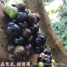 台湾嘉宝果树苗果树四季早生沙巴南北方种植当年结果盆栽树葡萄苗