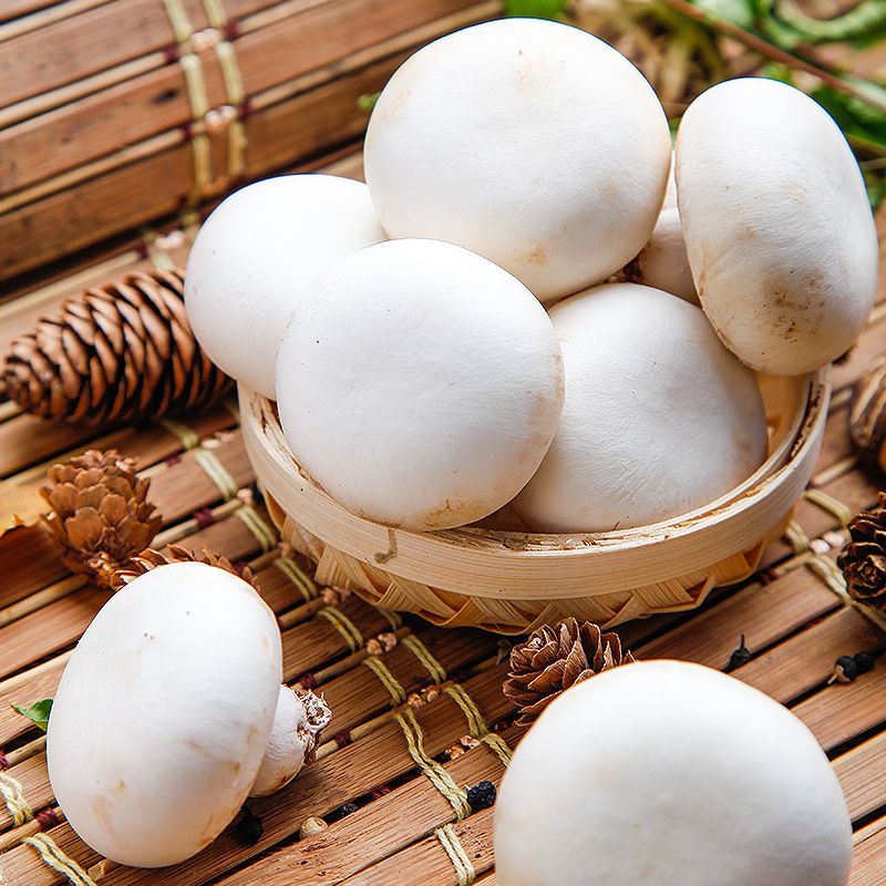 新鲜口蘑现摘双孢菇白蘑菇顺丰冷链产地直发时令蔬菜煲汤烧烤食材