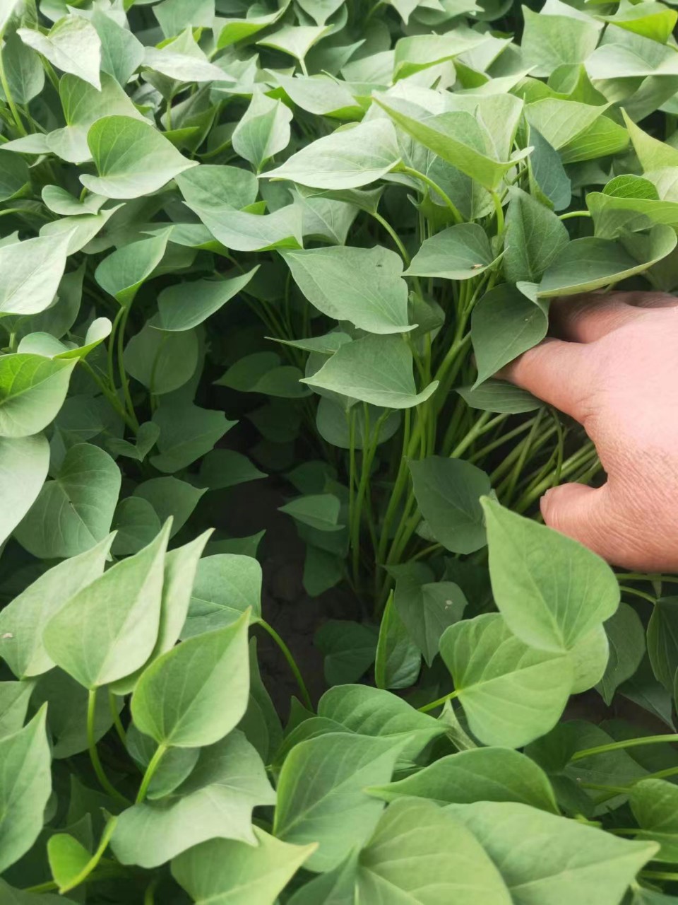 红薯秧苗 烟薯25苗 龙九苗 冀薯26 西瓜红 全国大量供