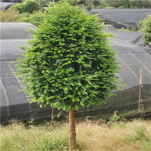 基地批发南方红豆杉盆栽盆景树苗别墅庭院室内阳台绿化观赏风景树