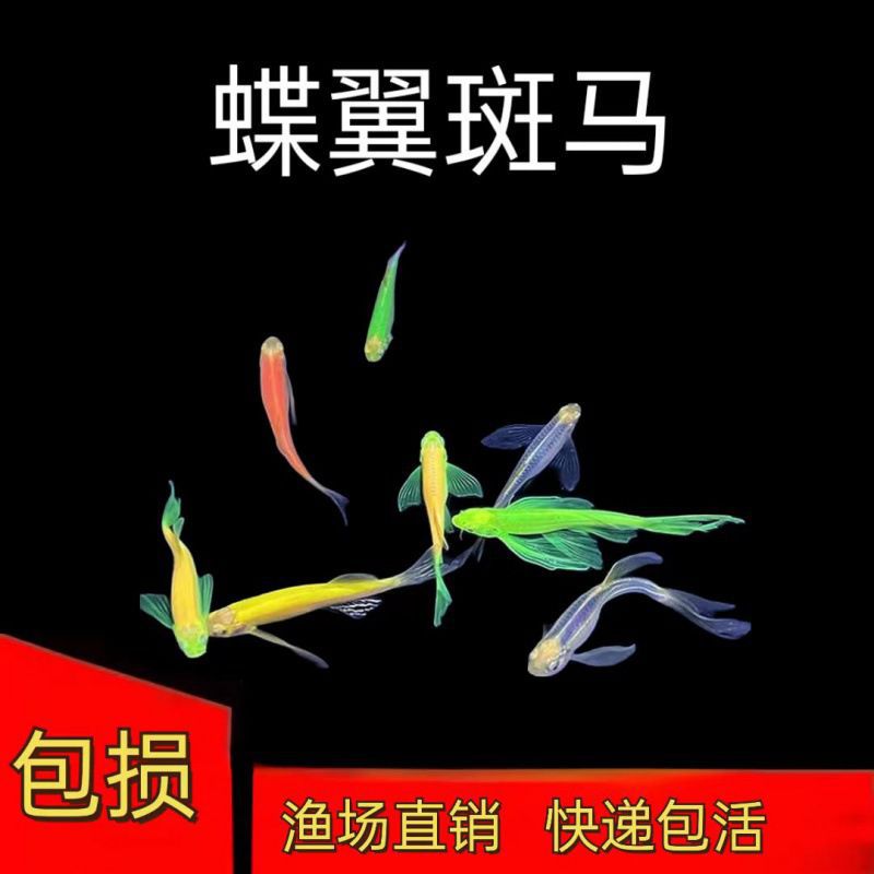 蝶翼斑马鱼长尾大帆长鳍鱼长尾蝶翼斑马鱼观赏小鱼观赏鱼-阿里巴巴