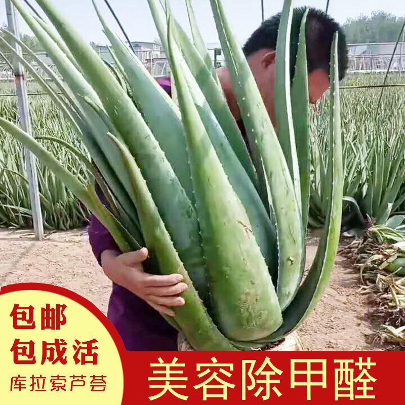 美容院库拉索芦荟盆栽多肉植物美容芦荟灌肤补水食用室内花卉绿植