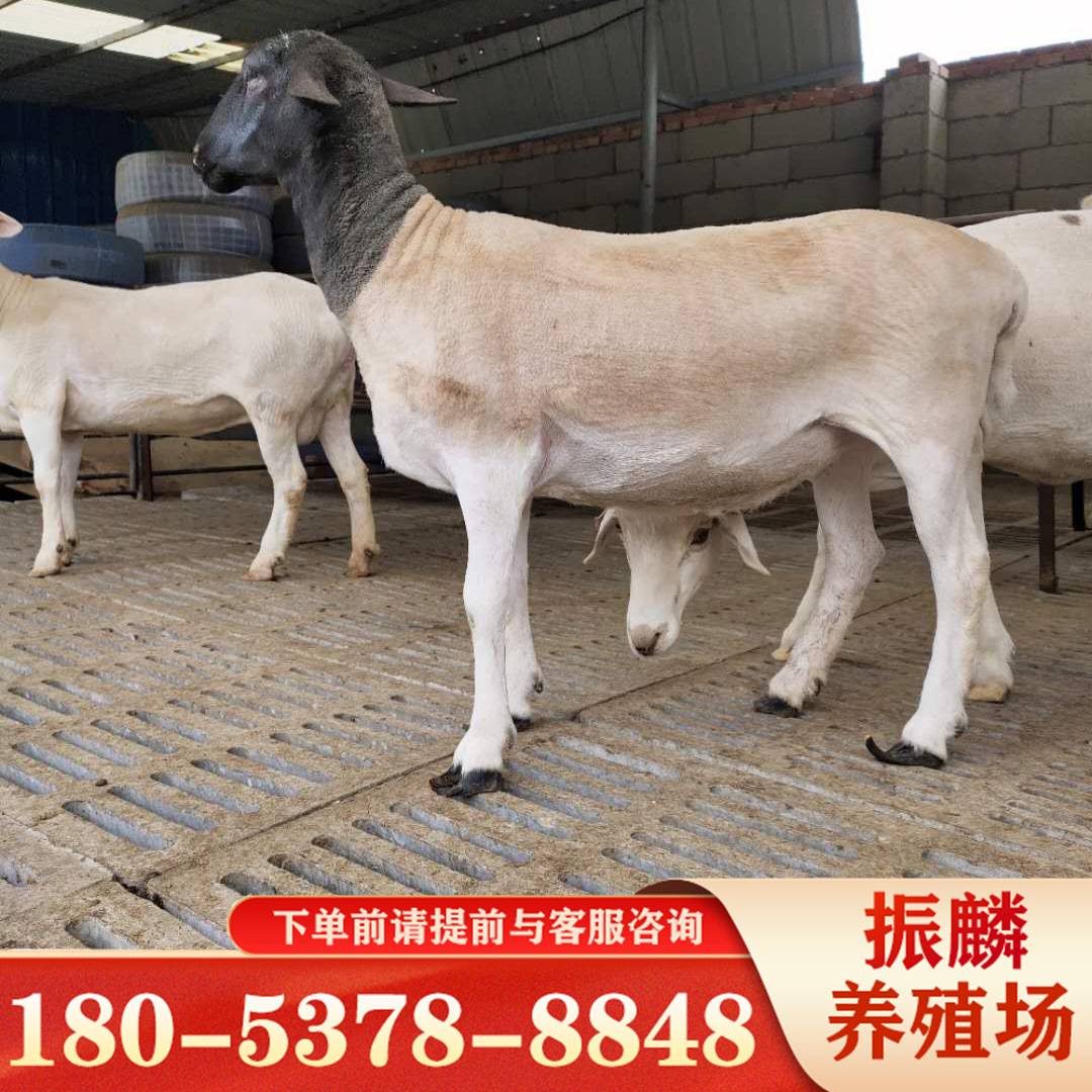 澳洲白绵羊和杜泊羊的区别 黑头杜波羊一只 种羊养殖场-阿里巴巴