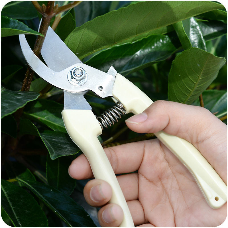 不锈钢树枝修枝剪摘水果花木剪刀园林果树花卉枝嫁接园艺剪刀工具