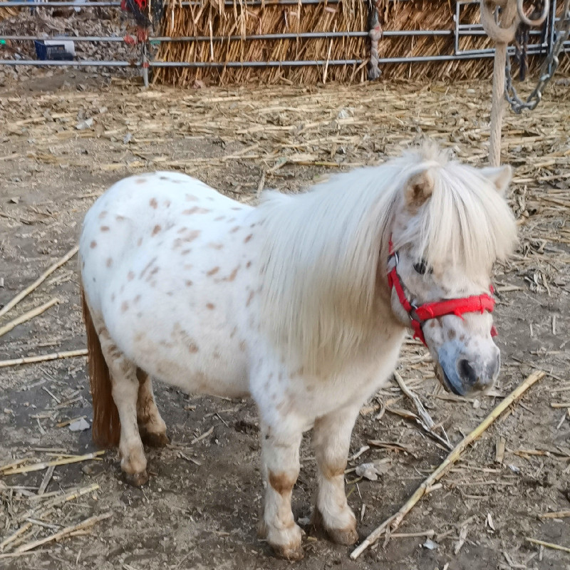 迷你宠物小矮马出售 社特兰马驹 袖珍马多少钱 山庄展览德保矮马