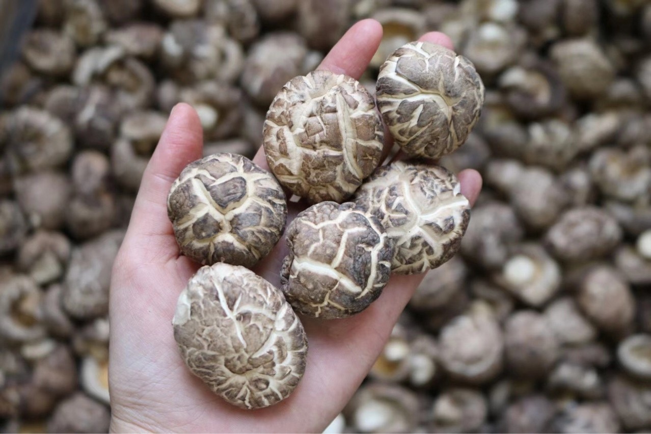 新货花菇 麻花菇剪脚 原产地 大花菇冬菇农家土特产干货 一手货源