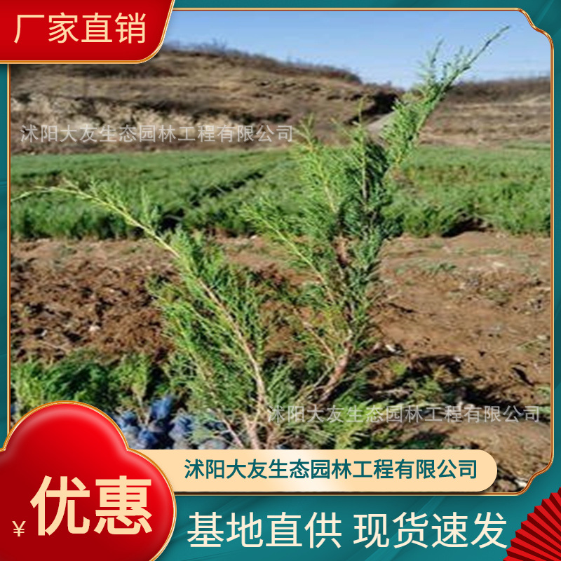 基地批发 自产自销沙地柏苗 景区造景道路园林工程绿化苗