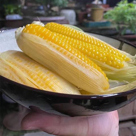 常熟董浜黄金小玉米粒粒饱满鲜香软糯甜糯玉米新鲜采摘带壳泡沫箱