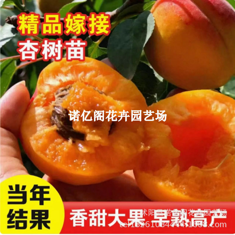 珍珠油杏苗嫁接甜杏子苗金太阳杏树果苗盆栽南方北方种植庭院果树