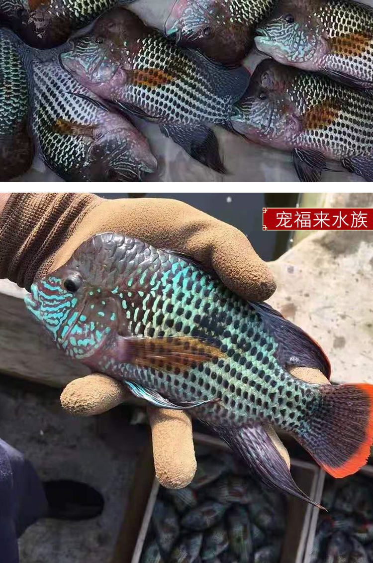 发财鱼玉面皇冠财神鱼红尾皇冠观赏鱼好看的鱼耐活的鱼热带鱼好养