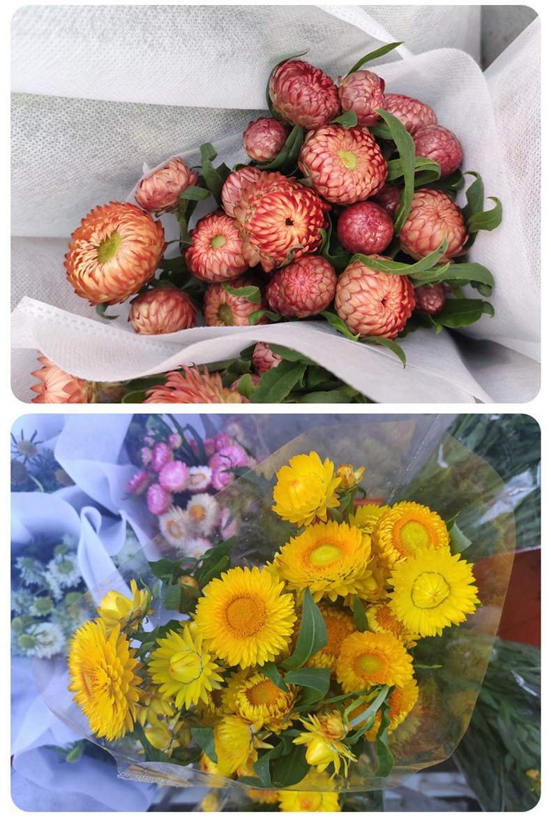 【麦秆菊】可自然成永生花 云南昆明斗南鲜切花基地批发蜡菊花