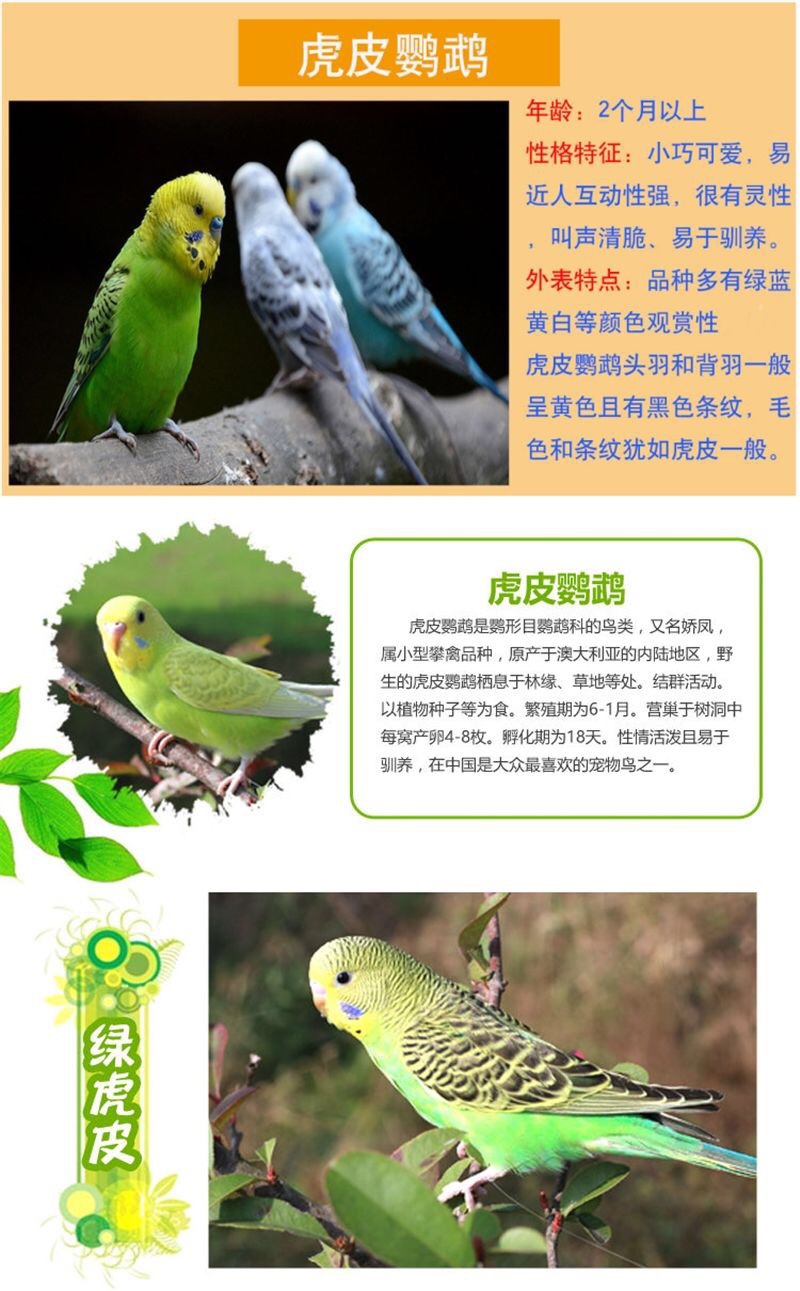虎皮鹦鹉活鸟活物中小型会说话鸟类活鸟体手养宠物鸟玄凤幼鸟小鸟