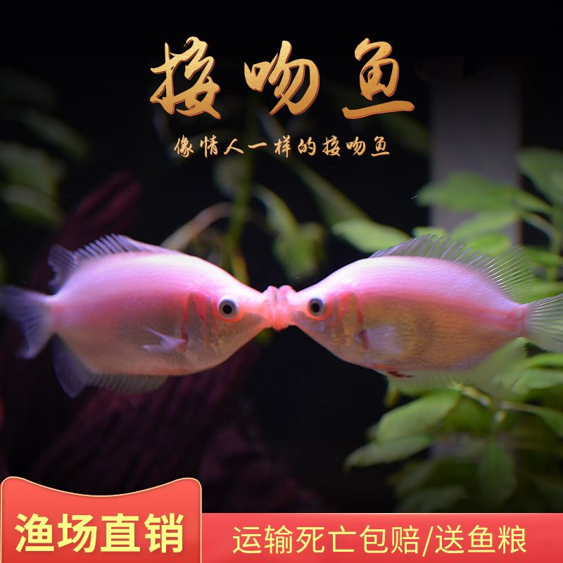 接吻鱼观赏鱼苗小型淡水热带鱼亲嘴鱼金鱼新手好养耐活会亲嘴的鱼