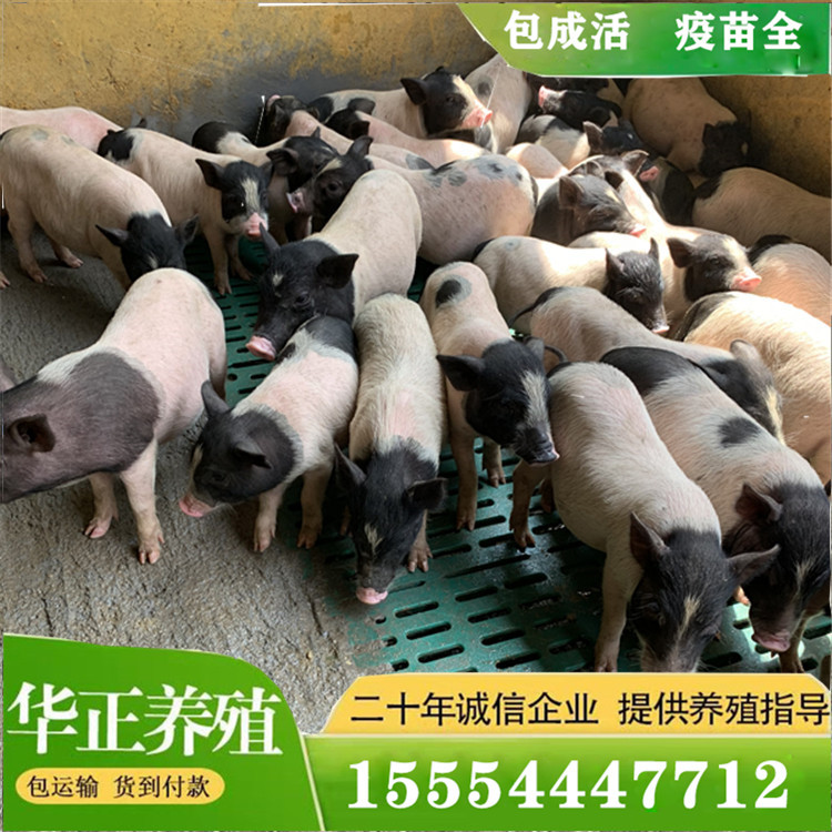 任县养殖场网红可爱宠物猪泰国纯种小香猪迷你吉祥猪侏儒猪萌宠活