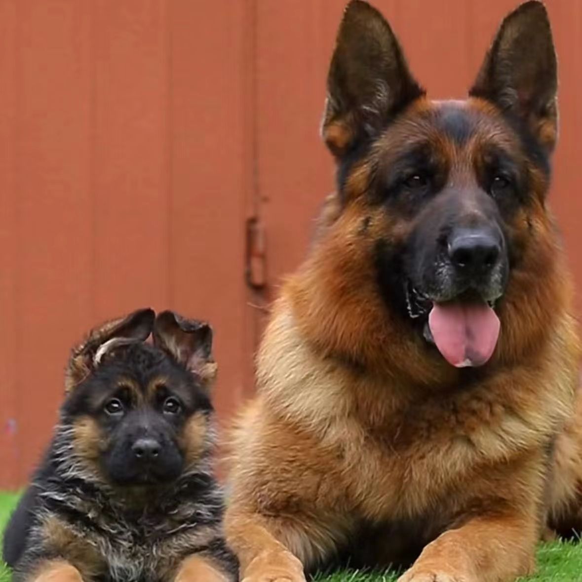 德牧幼犬活物出售德牧幼崽德牧幼犬纯种活体中型犬德国牧羊犬幼犬