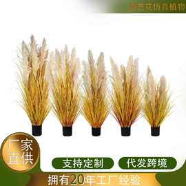 天然芦苇盆景干花批发真商场橱窗装饰婚庆洋葱草蒲苇草盆栽