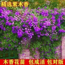 驱蚊木香花苗七里香爬藤植物盆栽阳台庭院攀援花卉