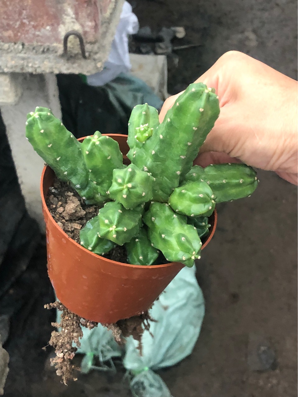 基地批发桃太郎仙人球无刺 开红色花系 嫁接落地盆栽耐运输