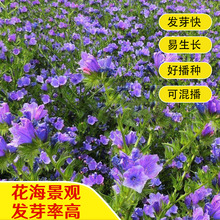 蓝蓟种子四季易种花开不断室外庭院阳台易活花种景观花海花籽