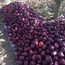 天水花牛可口多汁产地直发新鲜粉面老人孕妇宝宝辅食特级