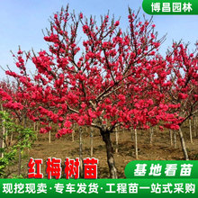 红梅树苗盆栽地栽工程绿化苗木园林庭院景观花卉嫁接梅花树苗批发