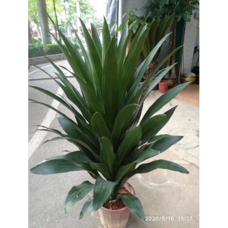 原装盆也门铁一本万利 金心巴西铁 带泥土发货 好养植物盆栽-阿里巴巴