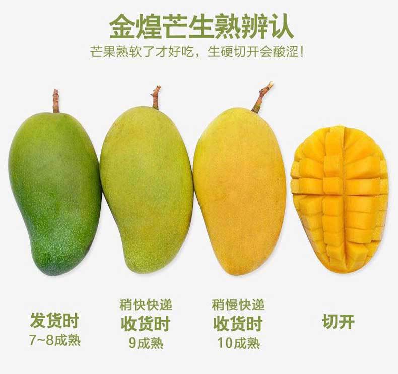 广西百色黄皮金煌芒甜心芒四季芒新鲜水果芒果现摘现发